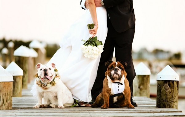 Dogs in wedding photos